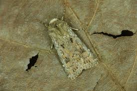 Attēlu rezultāti vaicājumam “Agrotis ripae”