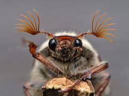 Attēlu rezultāti vaicājumam “Melolontha melolontha”