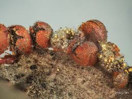 Attēlu rezultāti vaicājumam “Physarum braunianum young”