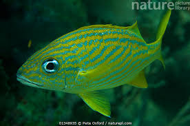 Image result for Haemulon flavolineatum