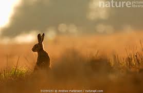 Attēlu rezultāti vaicājumam “Lepus europaeus adult”