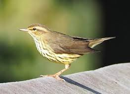 Image result for Seiurus noveboracensis