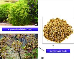 Attēlu rezultāti vaicājumam “Anethum graveolens”