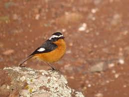 Image result for Phoenicurus moussieri