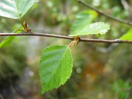 Attēlu rezultāti vaicājumam “Betula pubescens leaf”