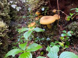 Attēlu rezultāti vaicājumam “Tricholomopsis decora”