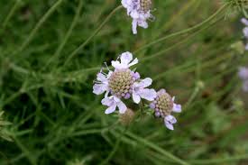 Image result for Scabiosa canescens