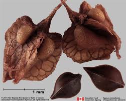 Attēlu rezultāti vaicājumam “Rumex crispus fruit”