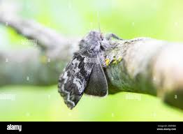 Attēlu rezultāti vaicājumam “Gynaephora selenitica”