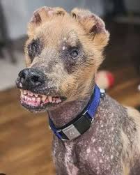 Image result for ugliest dog