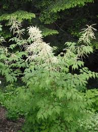 Image result for Aruncus dioicus