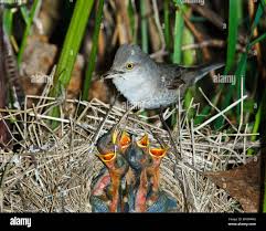 Attēlu rezultāti vaicājumam “Sylvia nisoria”