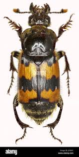 Attēlu rezultāti vaicājumam “Nicrophorus vespillo”