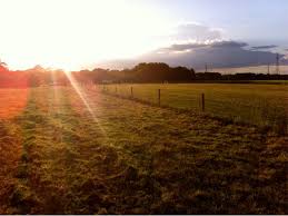 Image result for Dalkeith Park Equestrian Club