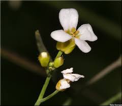 Attēlu rezultāti vaicājumam “Cardaminopsis arenosa fruit”