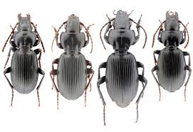 Attēlu rezultāti vaicājumam “Pterostichus sp.”