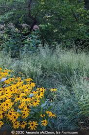 Attēlu rezultāti vaicājumam “Deschampsia cespitosa”