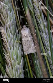 Attēlu rezultāti vaicājumam “Agrotis ripae”