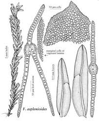 Attēlu rezultāti vaicājumam “Fissidens”