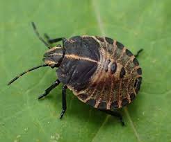 Attēlu rezultāti vaicājumam “Graphosoma lineatum imago”