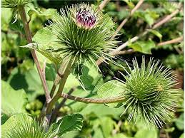 Attēlu rezultāti vaicājumam “Arctium”