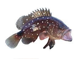 Image result for Dermatolepis inermis