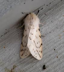 Attēlu rezultāti vaicājumam “Spilosoma sp.”