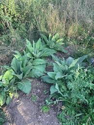 Image result for Verbascum densiflorum