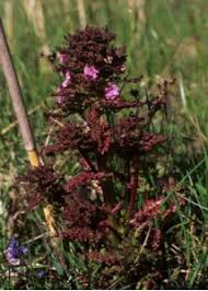 Attēlu rezultāti vaicājumam “Pedicularis palustris”