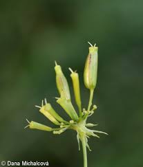 Attēlu rezultāti vaicājumam “Chaerophyllum aromaticum flower”