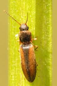 Attēlu rezultāti vaicājumam “Dalopius marginatus”