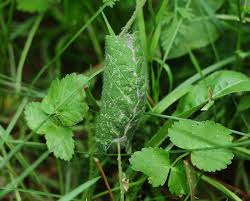 Attēlu rezultāti vaicājumam “Arctia caja imago”