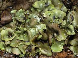 Attēlu rezultāti vaicājumam “Dermatocarpon luridum”