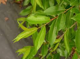 Attēlu rezultāti vaicājumam “Linaria loeselii leaf”