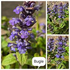 Attēlu rezultāti vaicājumam “Ajuga genevensis flower”