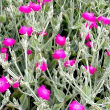 Image result for Lychnis coronaria