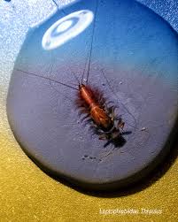 Attēlu rezultāti vaicājumam “Ephemeroptera larvae”