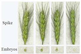 Attēlu rezultāti vaicājumam “Triticum aestivum”