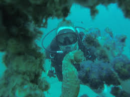 Image result for Seabug Divers