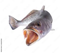 Image result for Cynoscion nebulosus