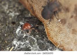 Attēlu rezultāti vaicājumam “Triplax russica”