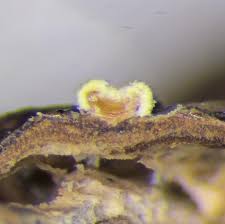 Attēlu rezultāti vaicājumam “Petractis sp.”