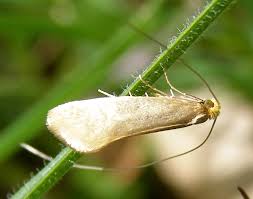 Attēlu rezultāti vaicājumam “Nematopogon sp.”