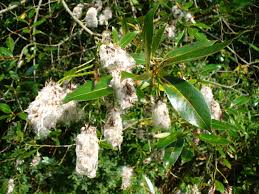 Attēlu rezultāti vaicājumam “Salix pentandra flower”
