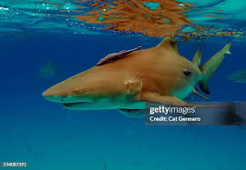 Image result for Negaprion brevirostris