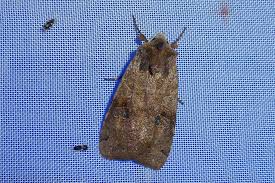 Attēlu rezultāti vaicājumam “Xestia baja”