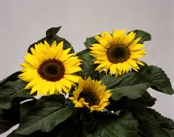 Image result for Helianthus annuus