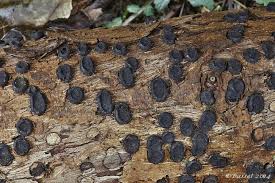 Attēlu rezultāti vaicājumam “Biscogniauxia marginata”