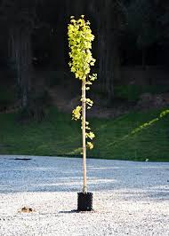 Attēlu rezultāti vaicājumam “Acer campestre leaf”