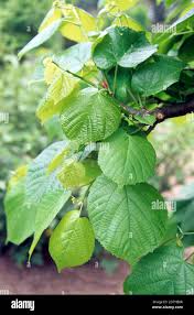 Attēlu rezultāti vaicājumam “Tilia tomentosa leaf”